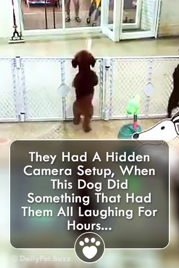They Had A Hidden Camera Setup, When This Dog Did Something That Had Them All Laughing For Hours...