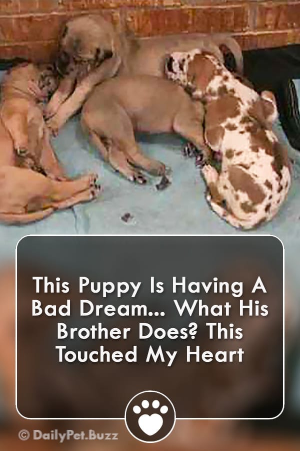 This Puppy Is Having A Bad Dream... What His Brother Does? This Touched My Heart