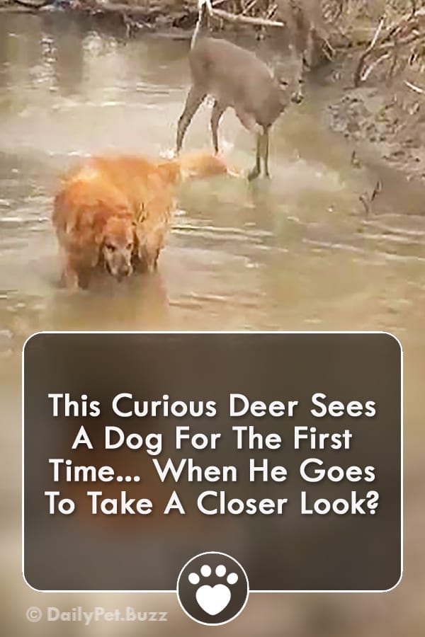 This Curious Deer Sees A Dog For The First Time... When He Goes To Take A Closer Look?