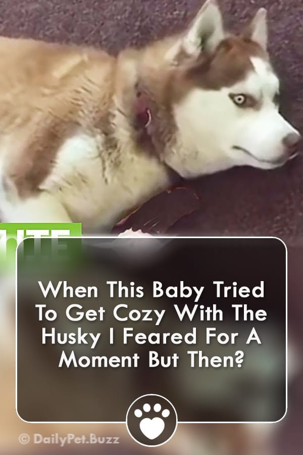 When This Baby Tried To Get Cozy With The Husky I Feared For A Moment But Then?