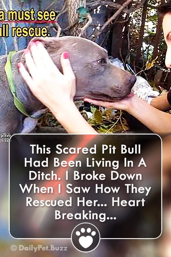 This Scared Pit Bull Had Been Living In A Ditch. I Broke Down When I Saw How They Rescued Her... Heart Breaking...