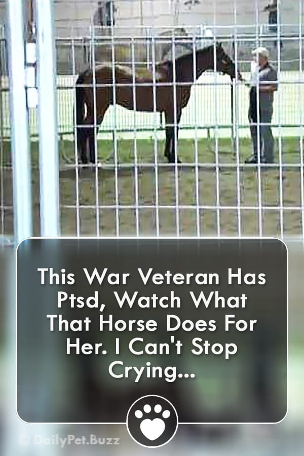 This War Veteran Has Ptsd, Watch What That Horse Does For Her. I Can\'t Stop Crying...