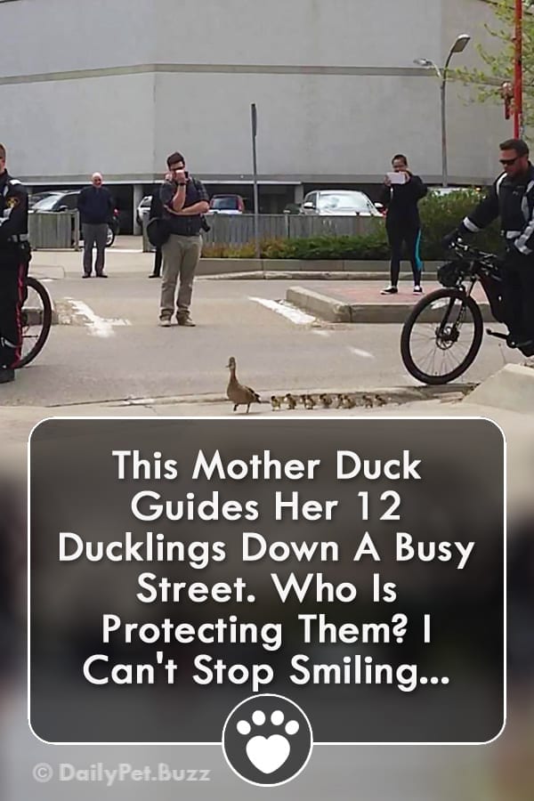 This Mother Duck Guides Her 12 Ducklings Down A Busy Street. Who Is Protecting Them? I Can\'t Stop Smiling...