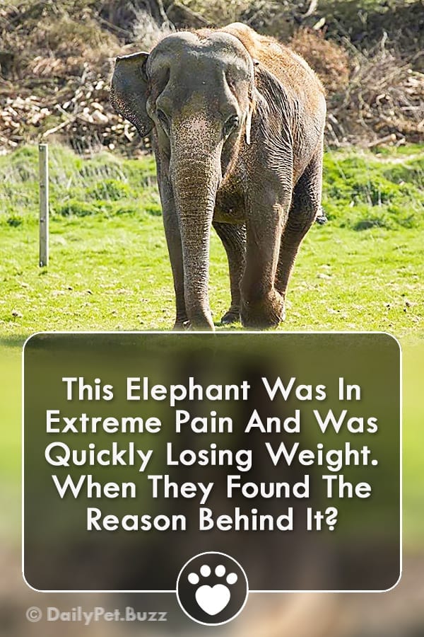 This Elephant Was In Extreme Pain And Was Quickly Losing Weight. When They Found The Reason Behind It?