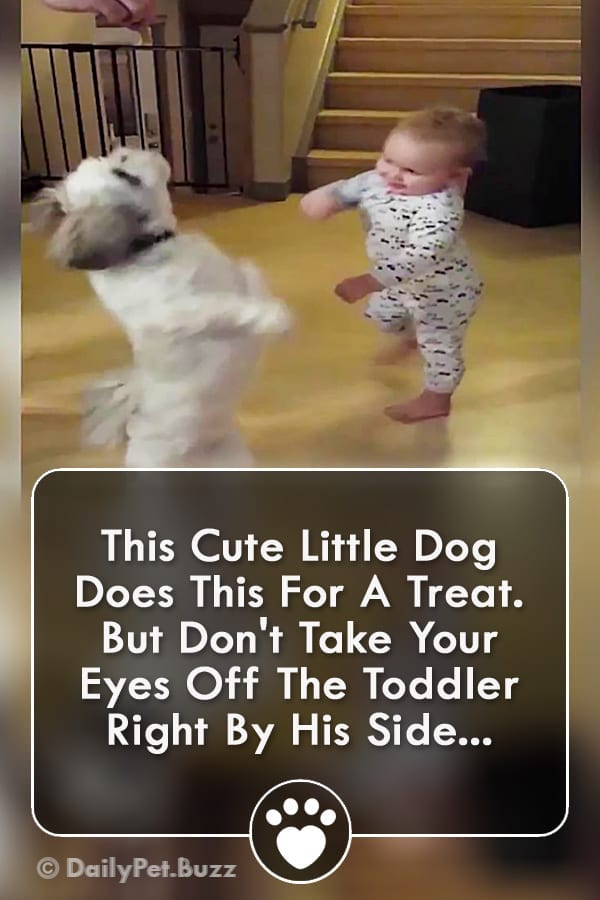 This Cute Little Dog Does This For A Treat. But Don\'t Take Your Eyes Off The Toddler Right By His Side...