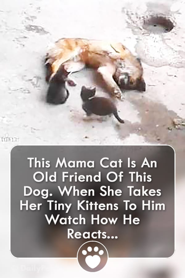 This Mama Cat Is An Old Friend Of This Dog. When She Takes Her Tiny Kittens To Him Watch How He Reacts...