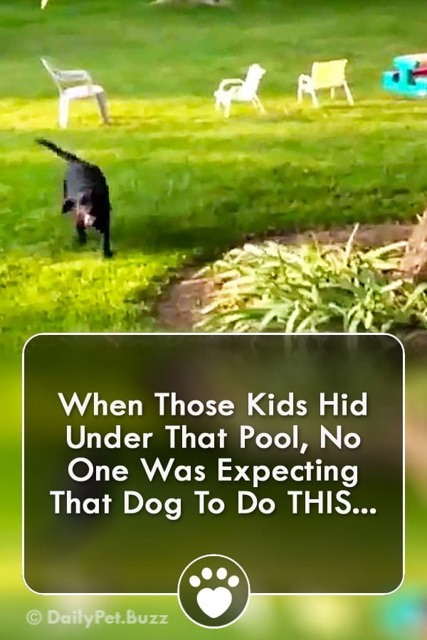 When Those Kids Hid Under That Pool, No One Was Expecting That Dog To Do THIS...