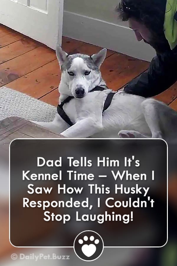 Dad Tells Him It\'s Kennel Time – When I Saw How This Husky Responded, I Couldn\'t Stop Laughing!