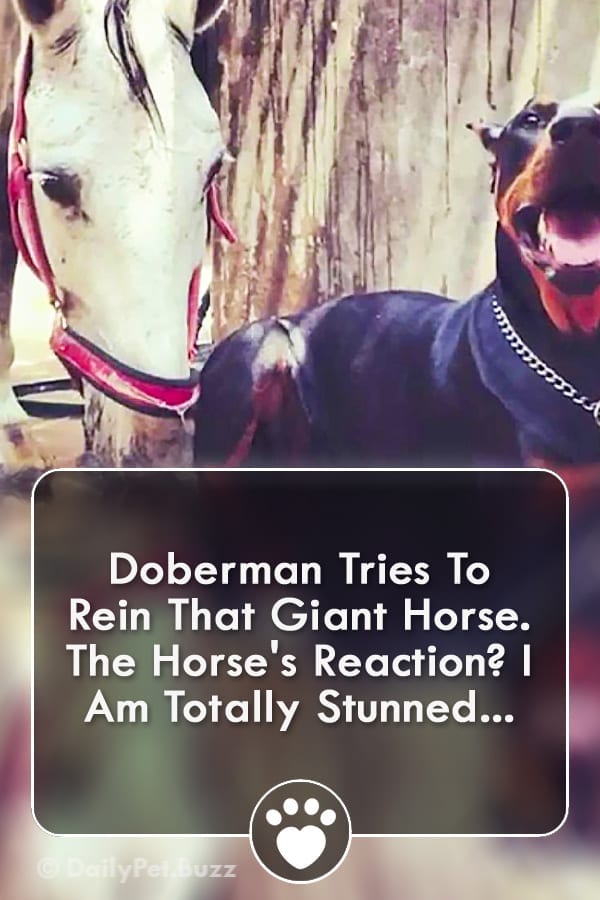 Doberman Tries To Rein That Giant Horse. The Horse\'s Reaction? I Am Totally Stunned...