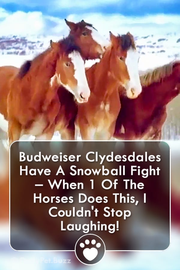 Budweiser Clydesdales Have A Snowball Fight – When 1 Of The Horses Does This, I Couldn\'t Stop Laughing!