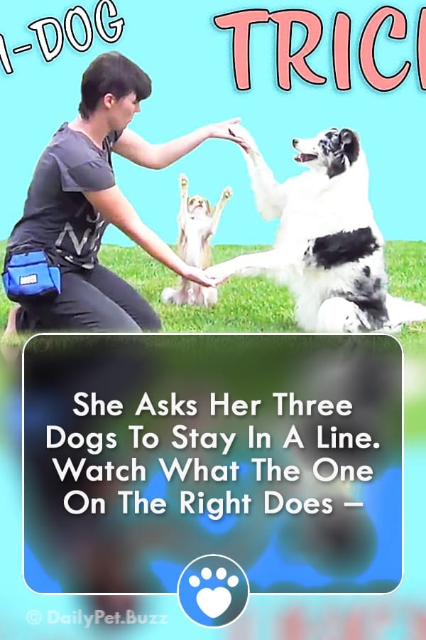 She Asks Her Three Dogs To Stay In A Line. Watch What The One On The Right Does –