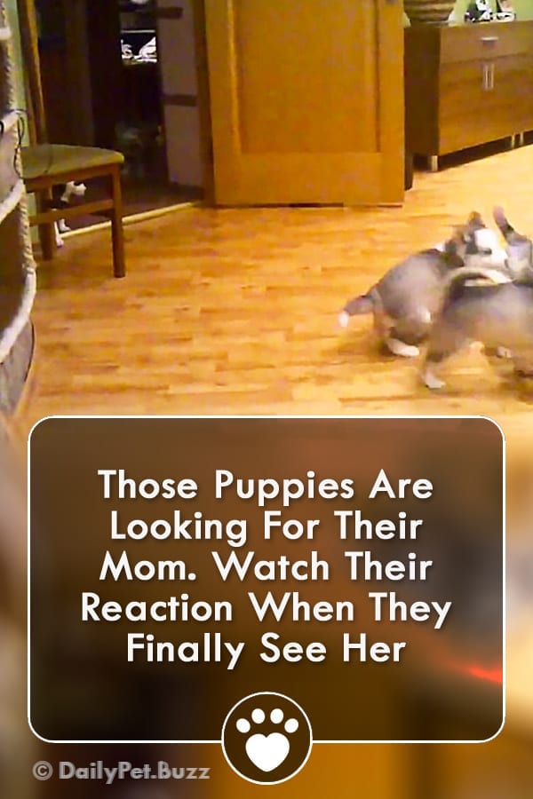 Those Puppies Are Looking For Their Mom. Watch Their Reaction When They Finally See Her