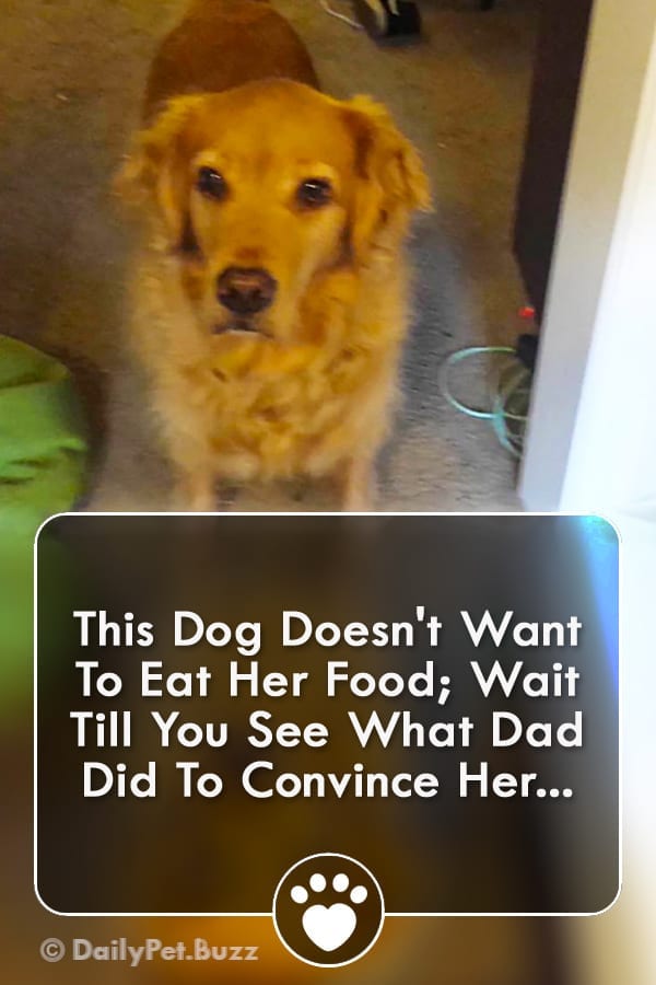 This Dog Doesn\'t Want To Eat Her Food; Wait Till You See What Dad Did To Convince Her...