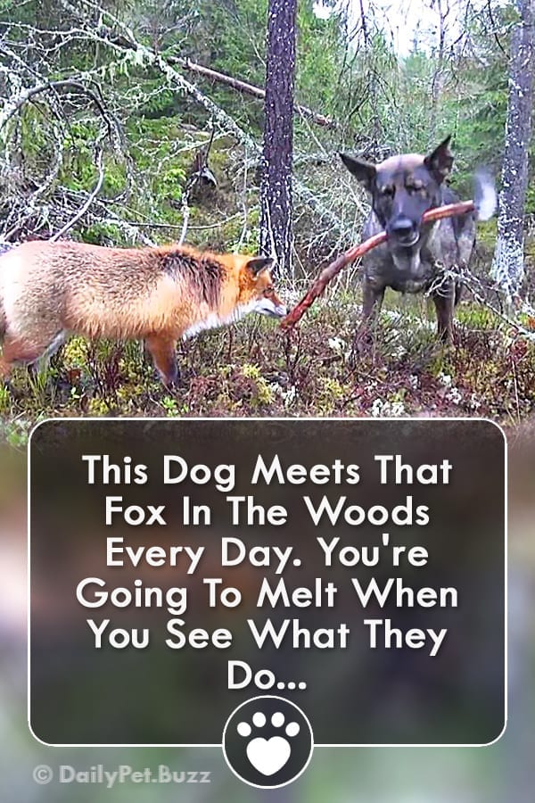 This Dog Meets That Fox In The Woods Every Day. You\'re Going To Melt When You See What They Do...