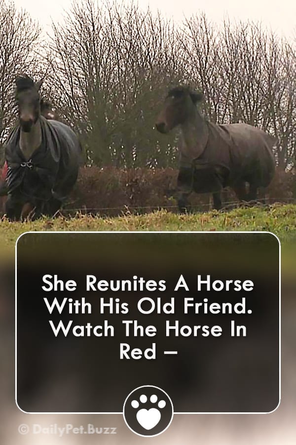 She Reunites A Horse With His Old Friend. Watch The Horse In Red –