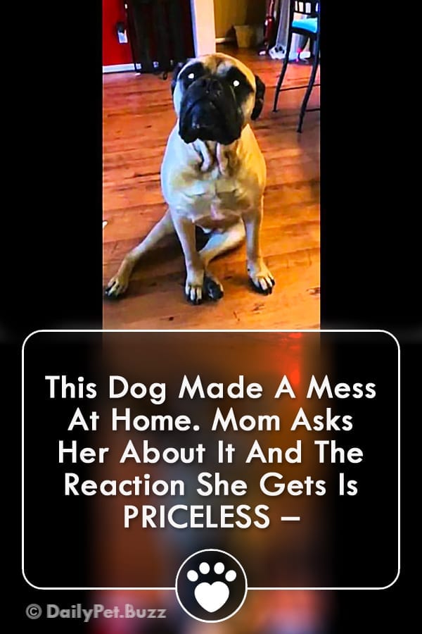 This Dog Made A Mess At Home. Mom Asks Her About It And The Reaction She Gets Is PRICELESS –