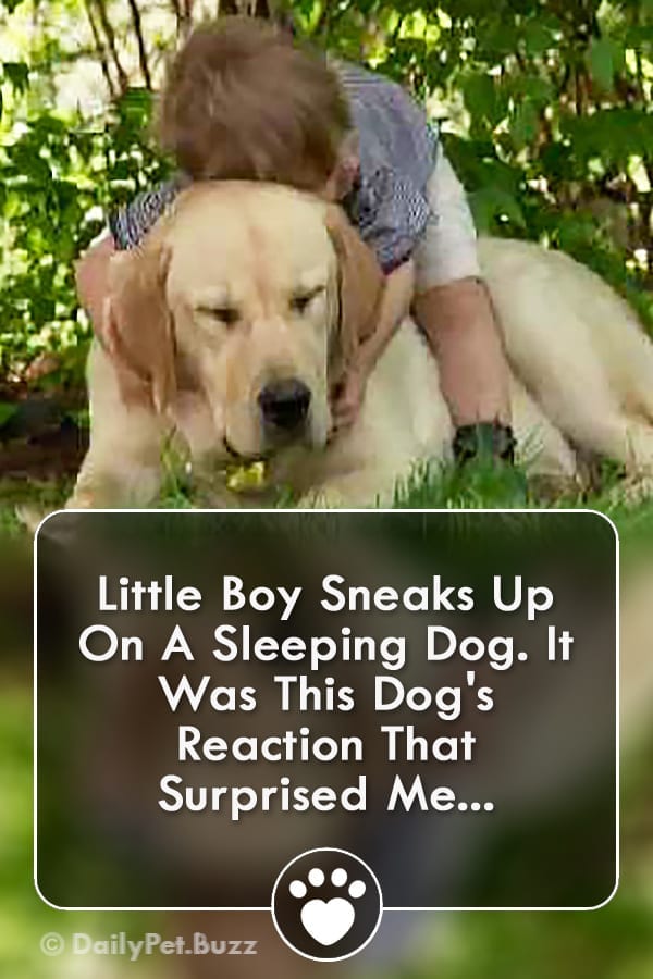 Little Boy Sneaks Up On A Sleeping Dog. It Was This Dog\'s Reaction That Surprised Me...