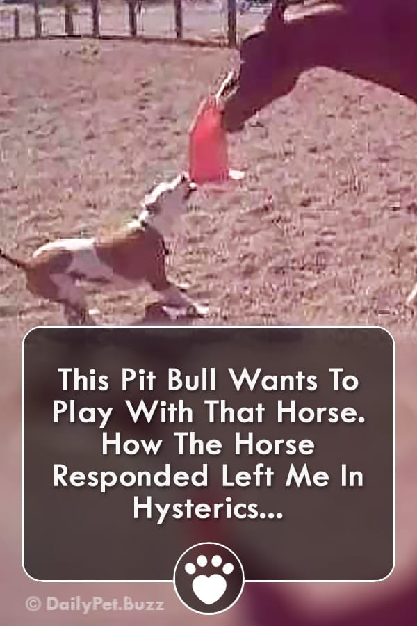 This Pit Bull Wants To Play With That Horse. How The Horse Responded Left Me In Hysterics...