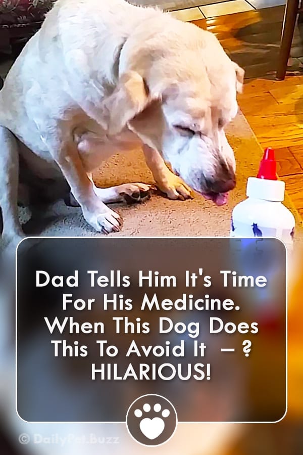 Dad Tells Him It\'s Time For His Medicine. When This Dog Does This To Avoid It  – ? HILARIOUS!