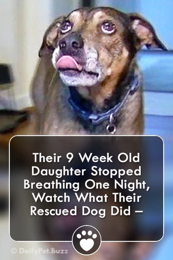 Their 9 Week Old Daughter Stopped Breathing One Night, Watch What Their Rescued Dog Did –