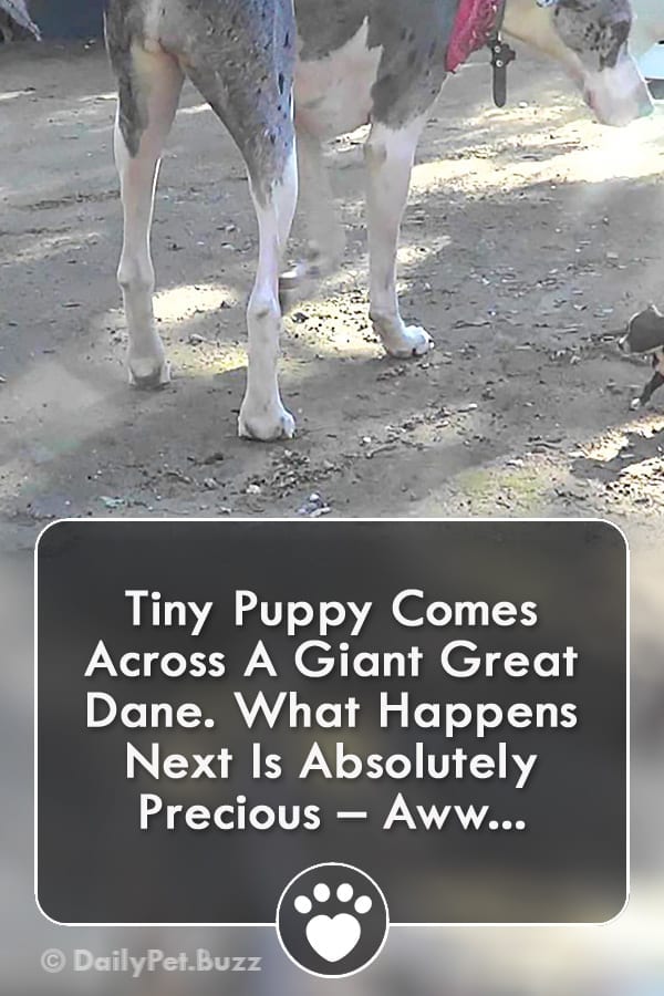 Tiny Puppy Comes Across A Giant Great Dane. What Happens Next Is Absolutely Precious – Aww...
