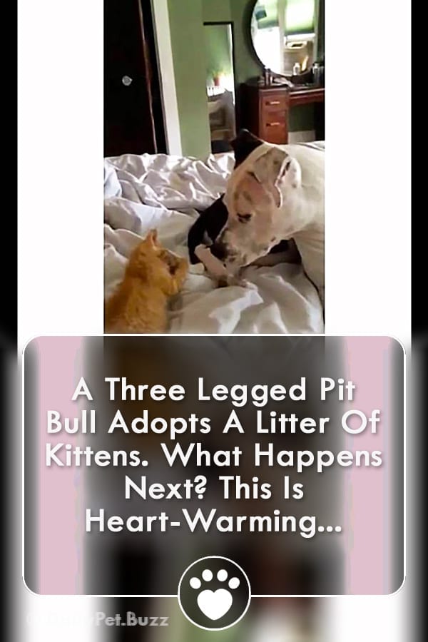 A Three Legged Pit Bull Adopts A Litter Of Kittens. What Happens Next? This Is Heart-Warming...