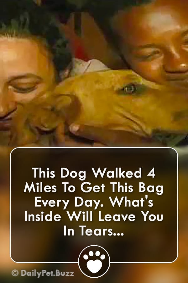 This Dog Walked 4 Miles To Get This Bag Every Day. What\'s Inside Will Leave You In Tears...