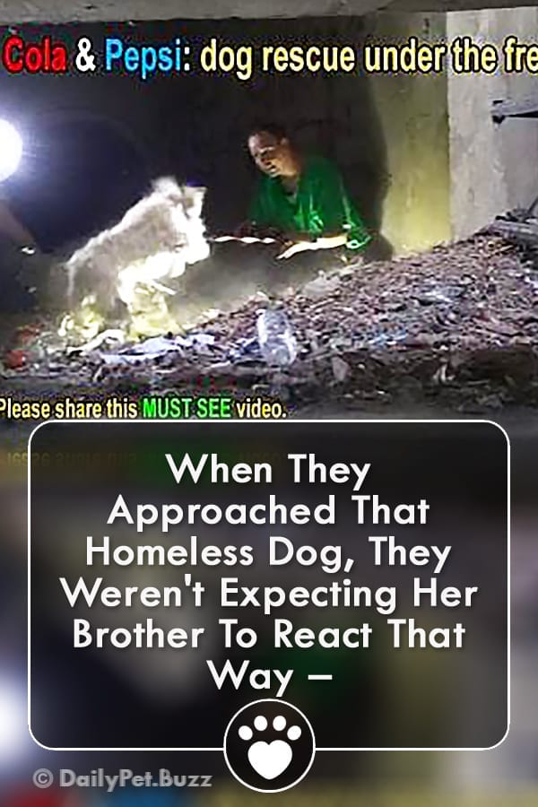 When They Approached That Homeless Dog, They Weren\'t Expecting Her Brother To React That Way –
