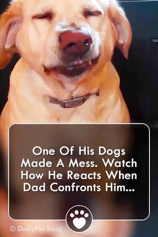 One Of His Dogs Made A Mess. Watch How He Reacts When Dad Confronts Him...