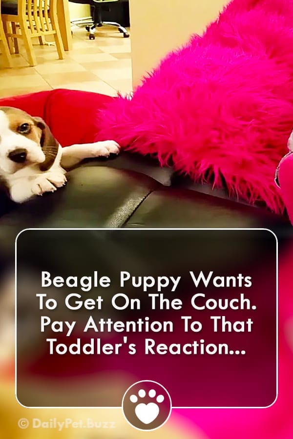 Beagle Puppy Wants To Get On The Couch. Pay Attention To That Toddler\'s Reaction...