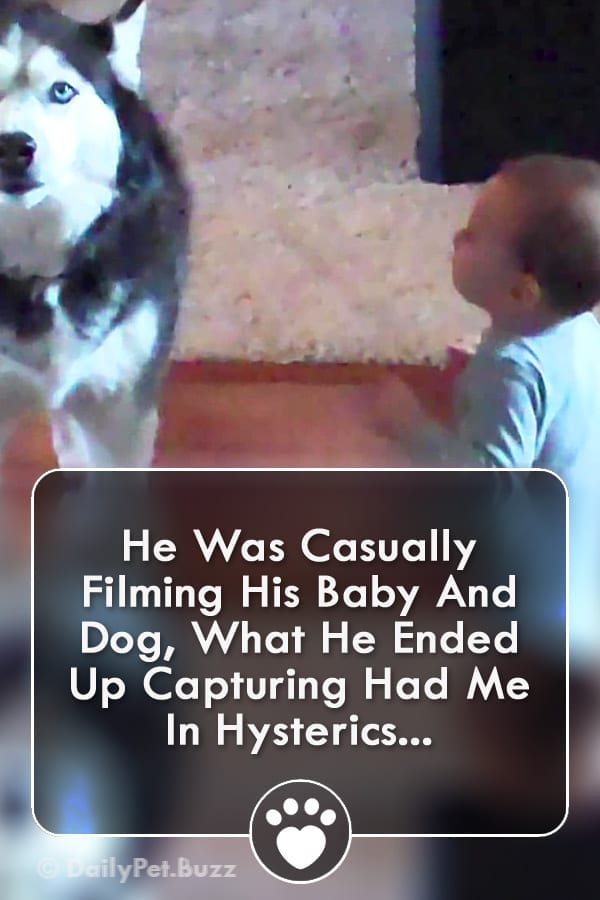 He Was Casually Filming His Baby And Dog, What He Ended Up Capturing Had Me In Hysterics...