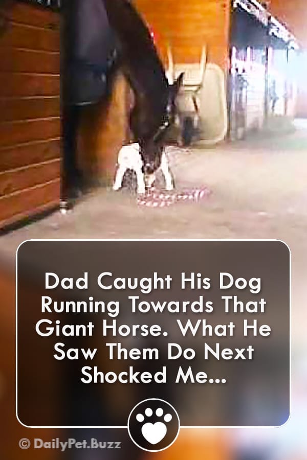 Dad Caught His Dog Running Towards That Giant Horse. What He Saw Them Do Next Shocked Me...
