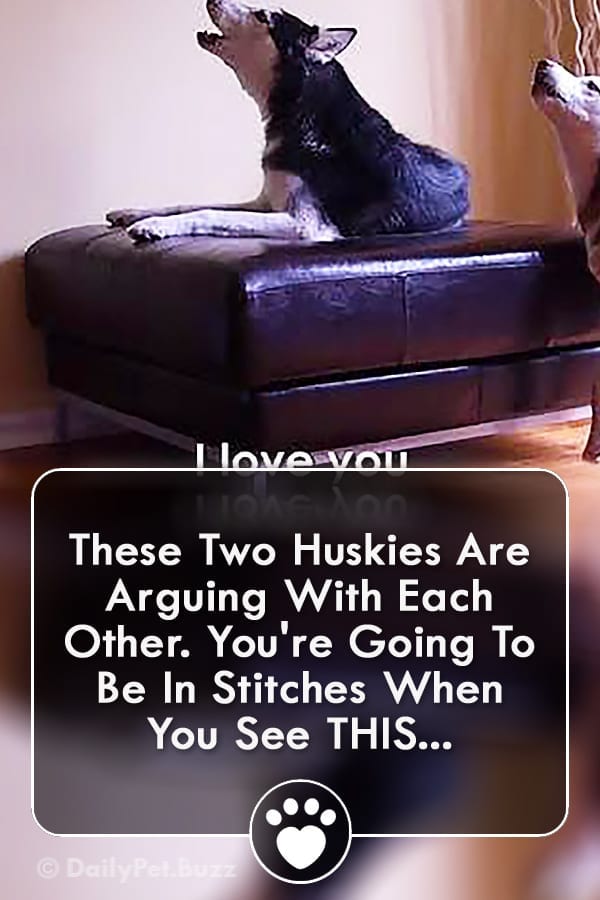 These Two Huskies Are Arguing With Each Other. You\'re Going To Be In Stitches When You See THIS...