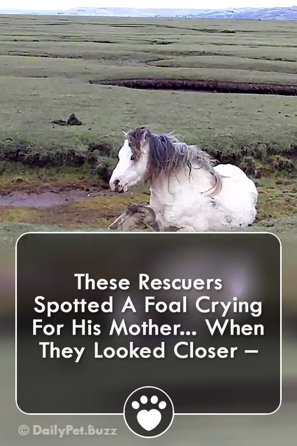 These Rescuers Spotted A Foal Crying For His Mother... When They Looked Closer –
