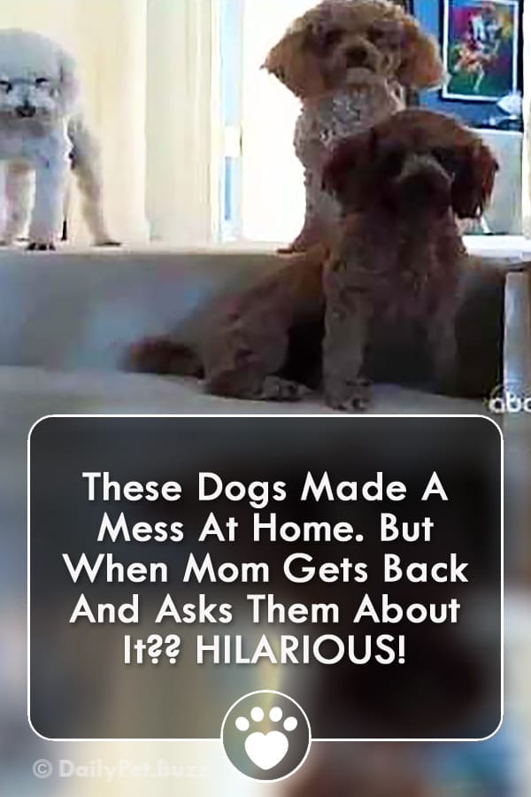 These Dogs Made A Mess At Home. But When Mom Gets Back And Asks Them About It?? HILARIOUS!