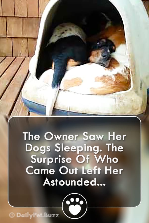 The Owner Saw Her Dogs Sleeping. The Surprise Of Who Came Out Left Her Astounded...