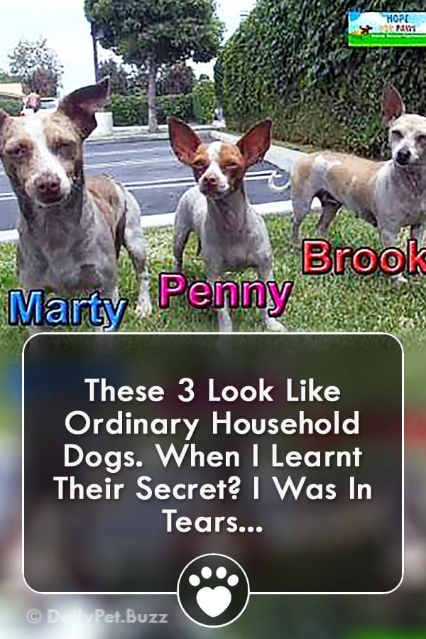 These 3 Look Like Ordinary Household Dogs. When I Learnt Their Secret? I Was In Tears...