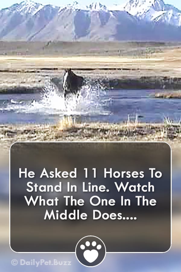 He Asked 11 Horses To Stand In Line. Watch What The One In The Middle Does....