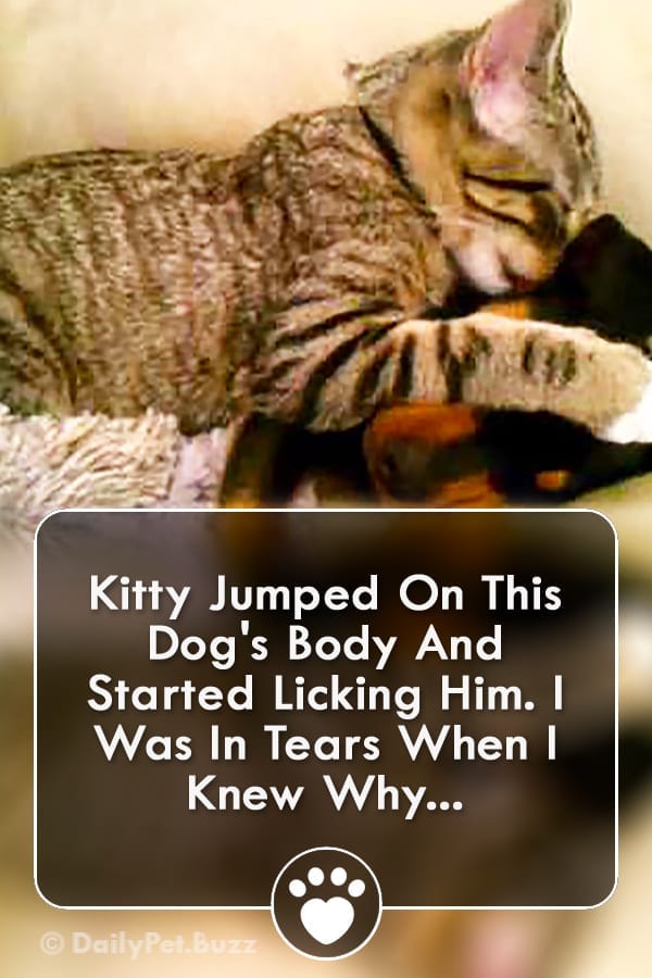 Kitty Jumped On This Dog\'s Body And Started Licking Him. I Was In Tears When I Knew Why...