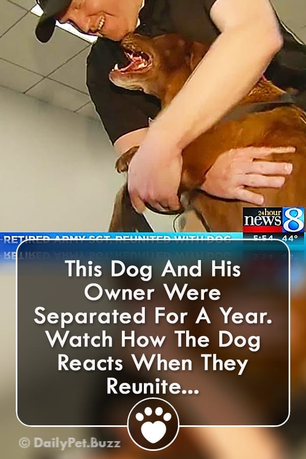 This Dog And His Owner Were Separated For A Year. Watch How The Dog Reacts When They Reunite...