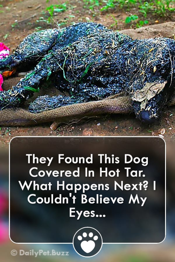 They Found This Dog Covered In Hot Tar. What Happens Next? I Couldn\'t Believe My Eyes...