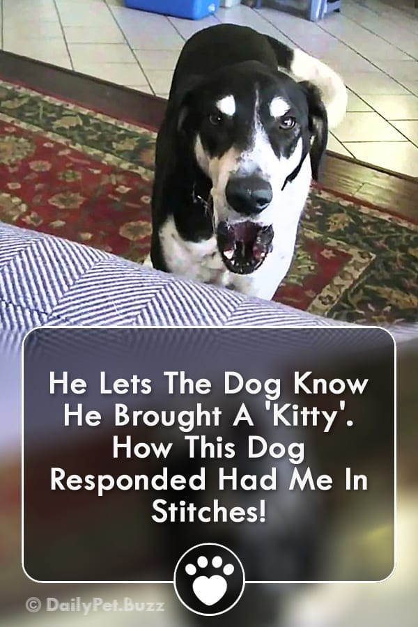 He Lets The Dog Know He Brought A \'Kitty\'. How This Dog Responded Had Me In Stitches!