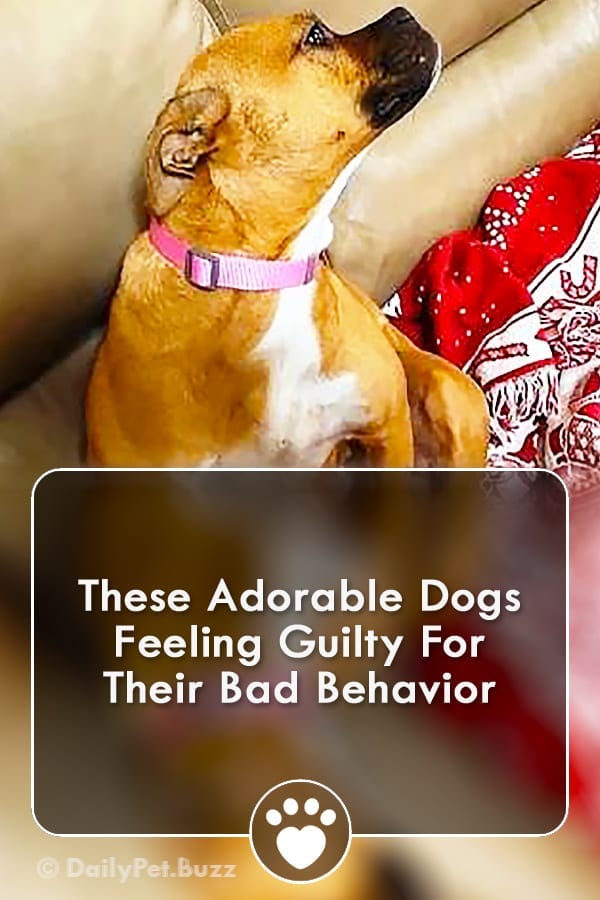 These Adorable Dogs Feeling Guilty For Their Bad Behavior