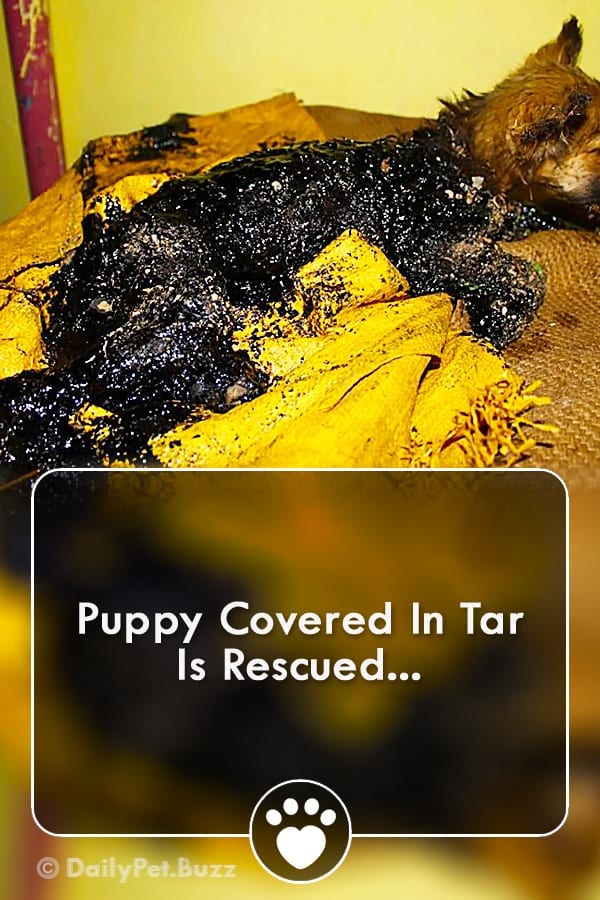 Puppy Covered In Tar Is Rescued...