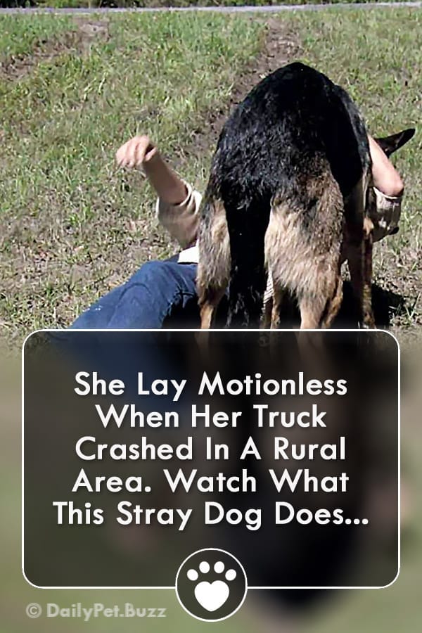 She Lay Motionless When Her Truck Crashed In A Rural Area. Watch What This Stray Dog Does...