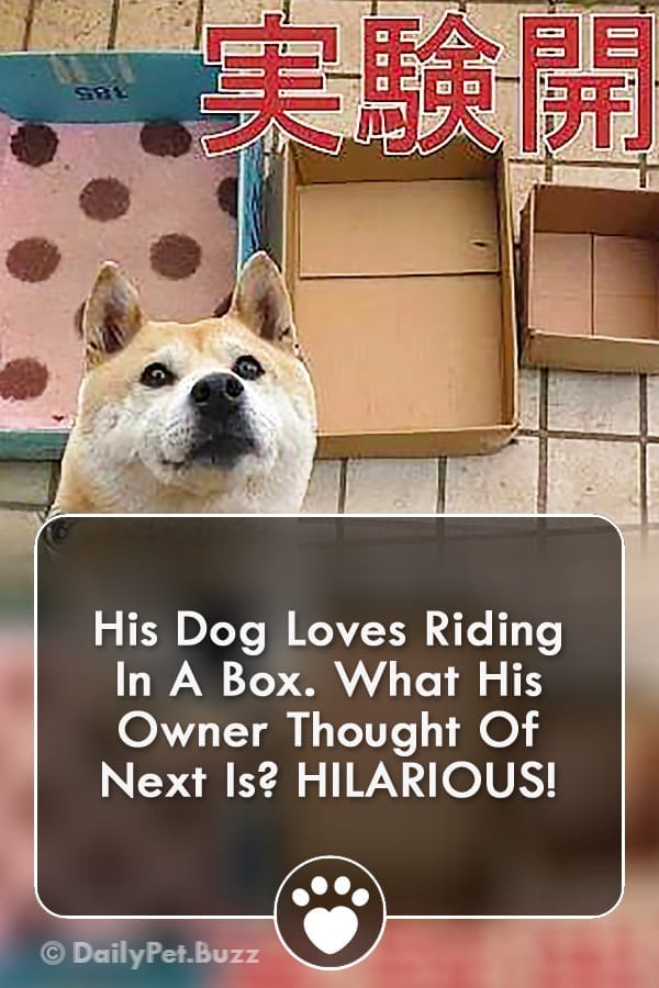 His Dog Loves Riding In A Box. What His Owner Thought Of Next Is? HILARIOUS!