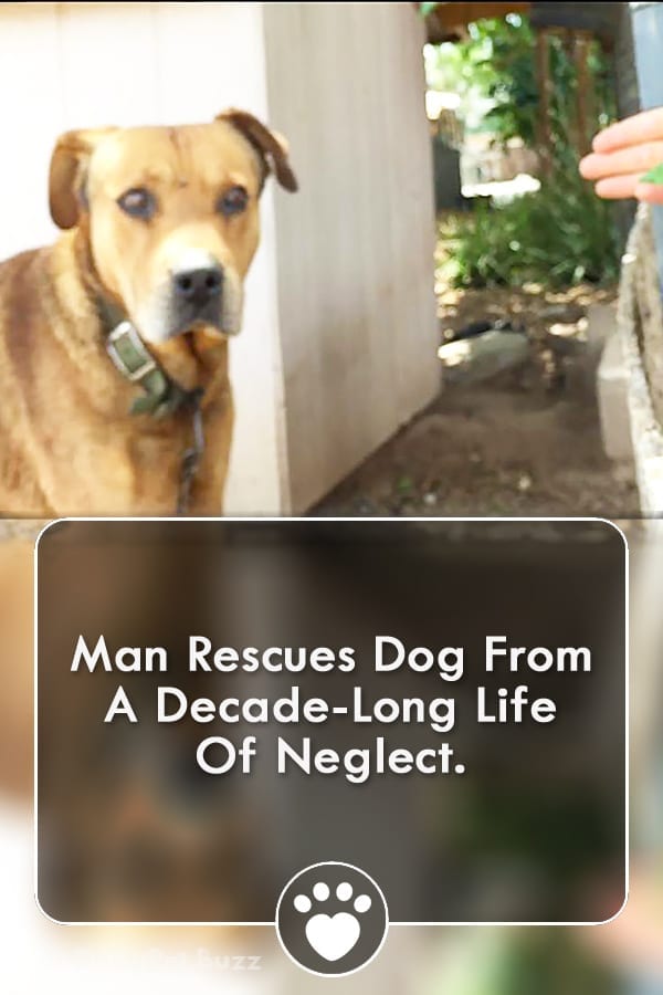 Man Rescues Dog From A Decade-Long Life Of Neglect.