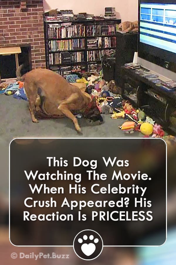 This Dog Was Watching The Movie. When His Celebrity Crush Appeared? His Reaction Is PRICELESS