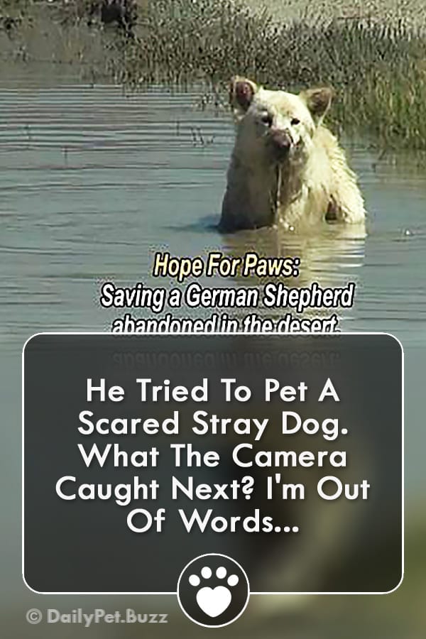 He Tried To Pet A Scared Stray Dog. What The Camera Caught Next? I\'m Out Of Words...