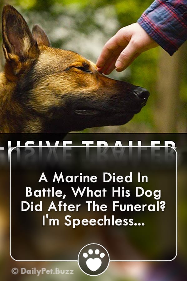 A Marine Died In Battle, What His Dog Did After The Funeral? I\'m Speechless...